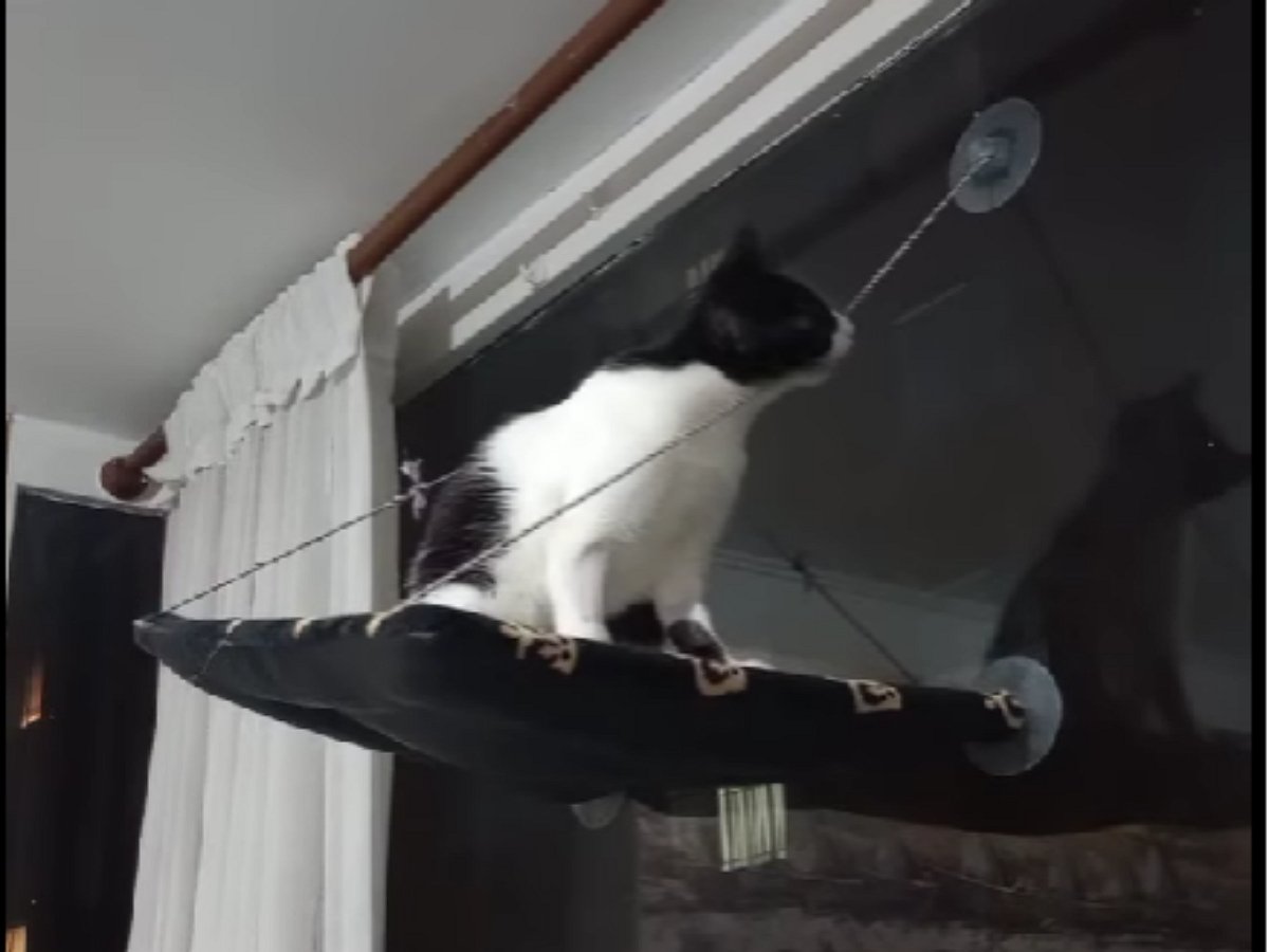 Кот испытал на себе перлы народной мудрости