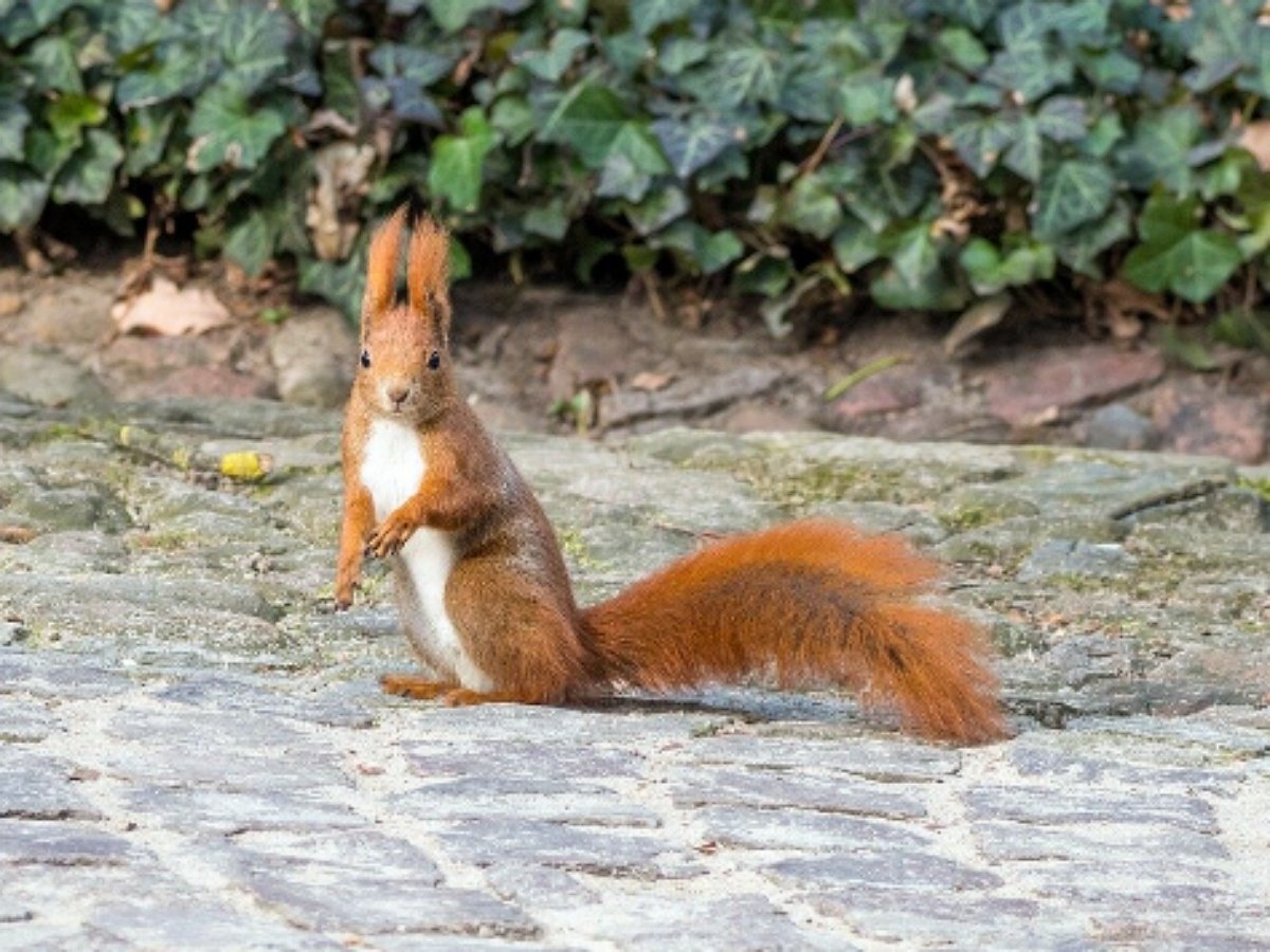 Настойчивая белка пытается попасть в здание