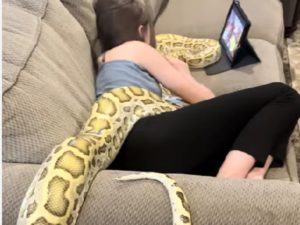 Как приятно коротать вечера на диване в компании тигрового питона