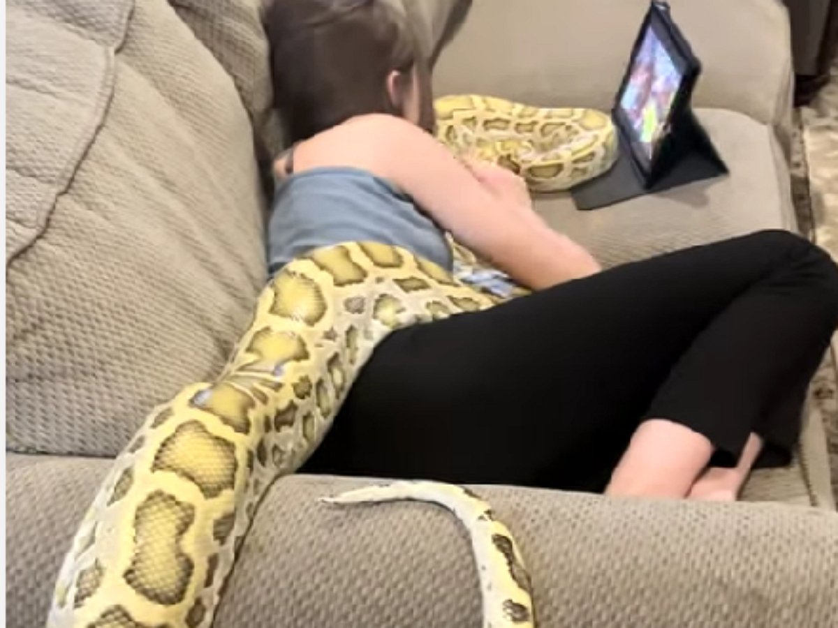 Как приятно коротать вечера на диване в компании тигрового питона