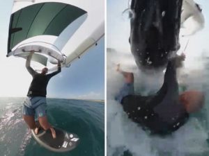 Смертельное столкновение: кит врезался в серфингиста и чуть не убил его