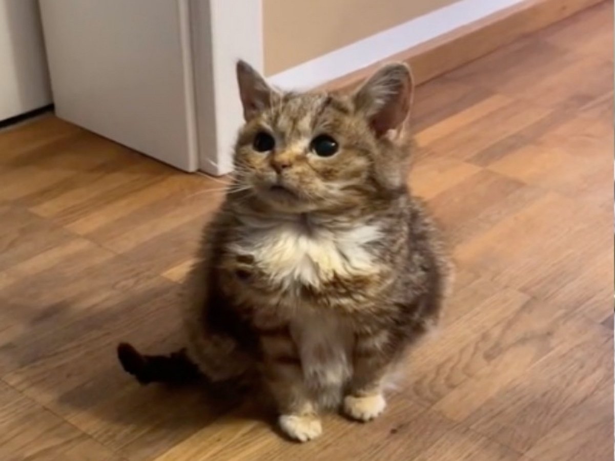 Кот, ростом меньше винного бокала, стал звездой Сети