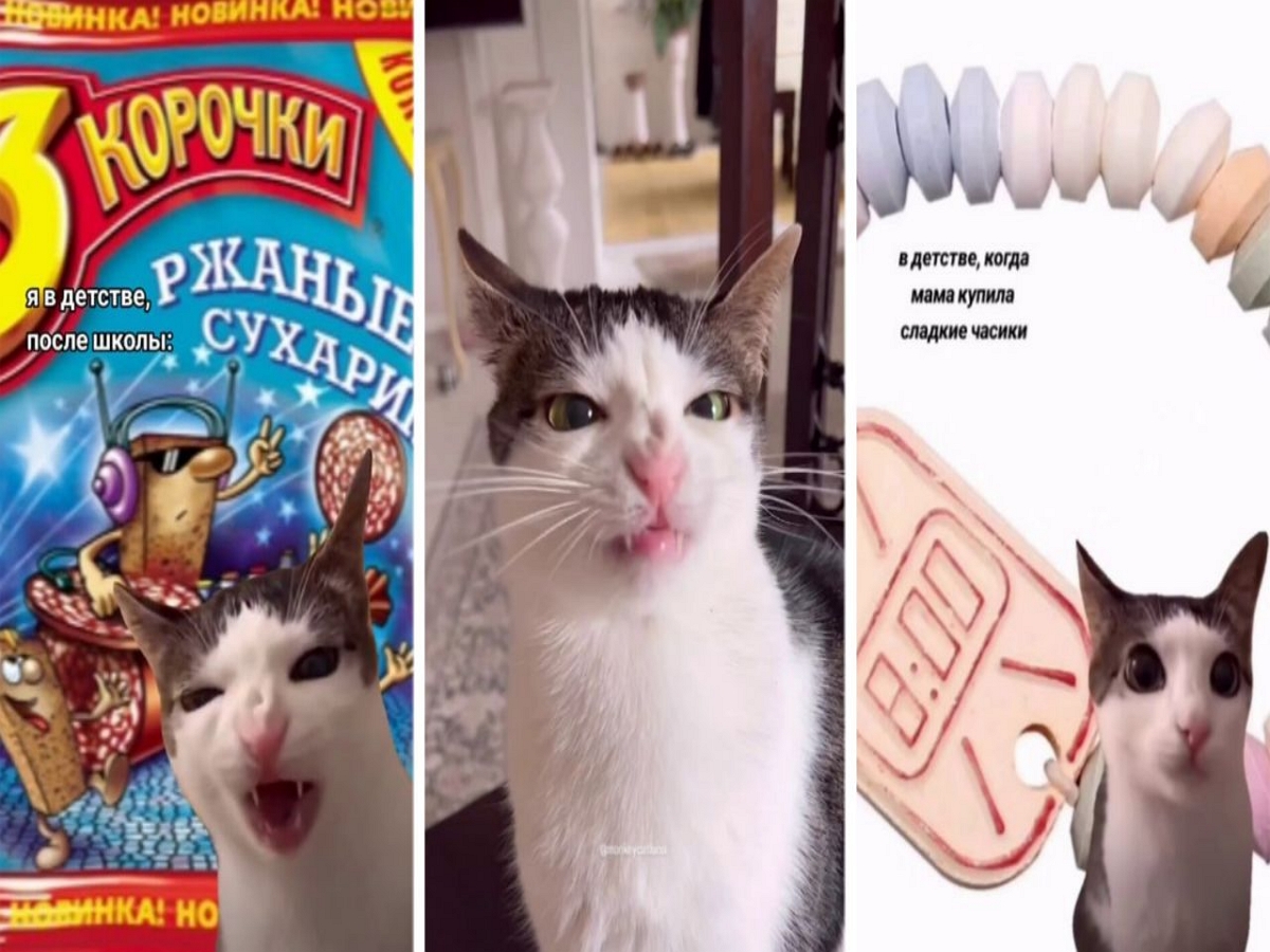 Кошка, аппетитно хрустящая на видео, стала мемом