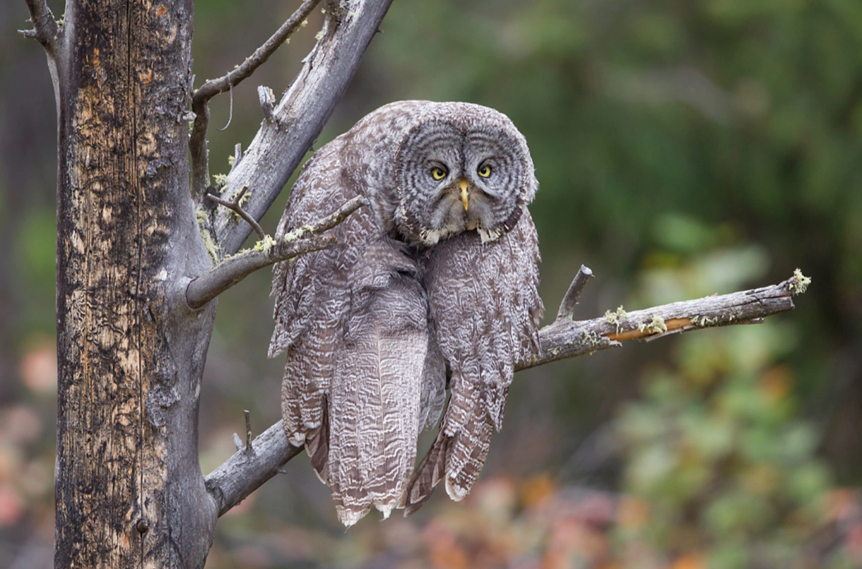 Самые смешные фото дикой природы от The Comedy Wildlife Photography Awards