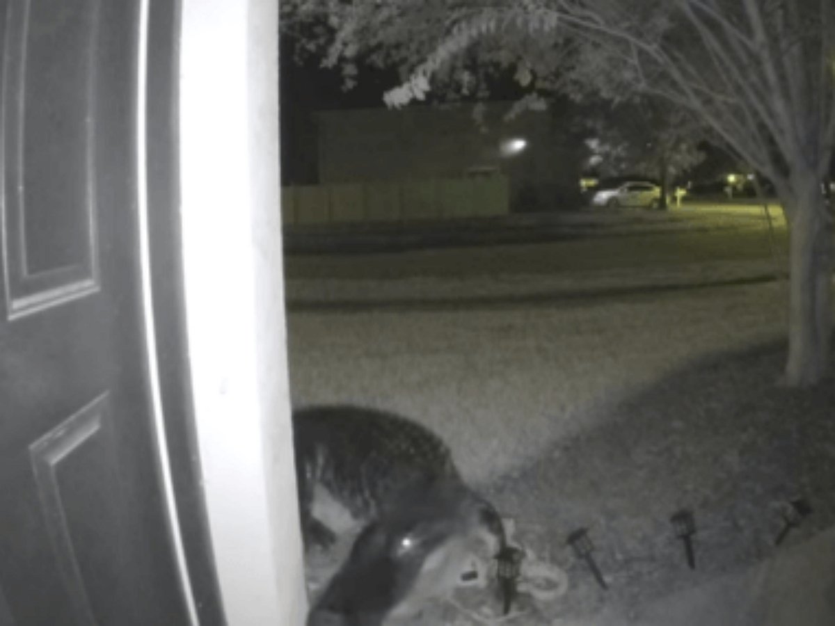 Аллигатор пришел в гости рано утром