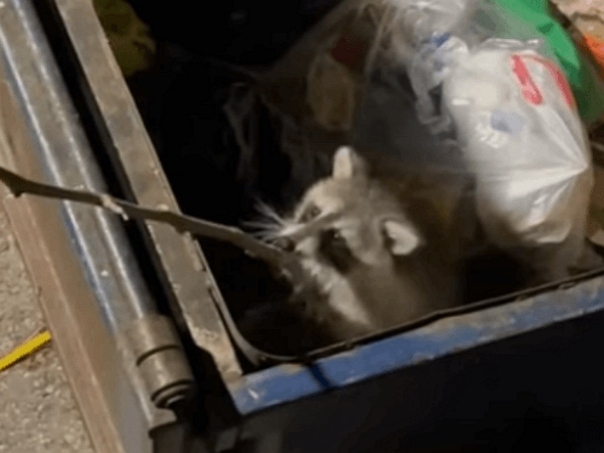 Енотов достали из мусорного ящика с помощью ветки