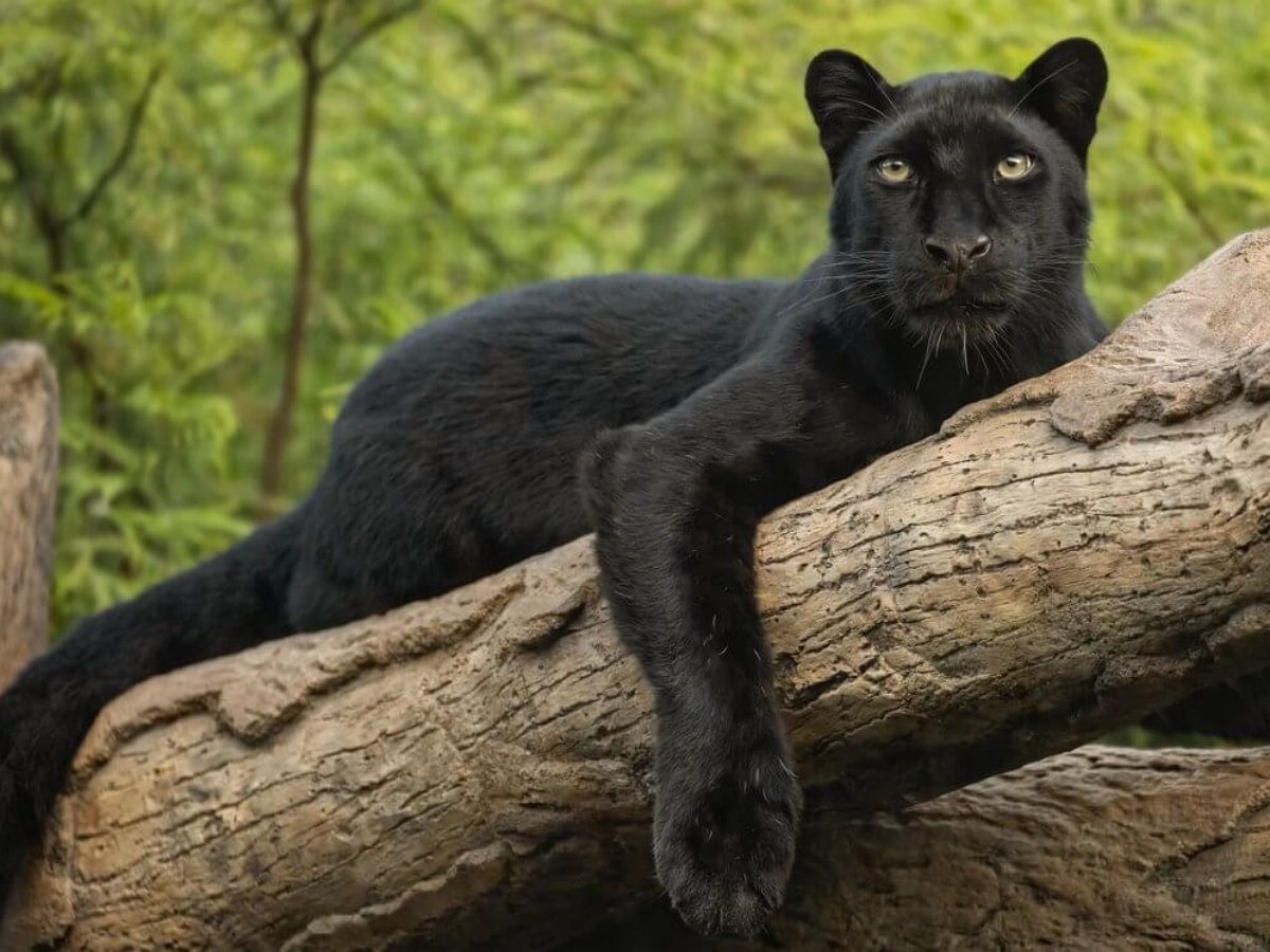 Моя лапа всегда будет сверху!