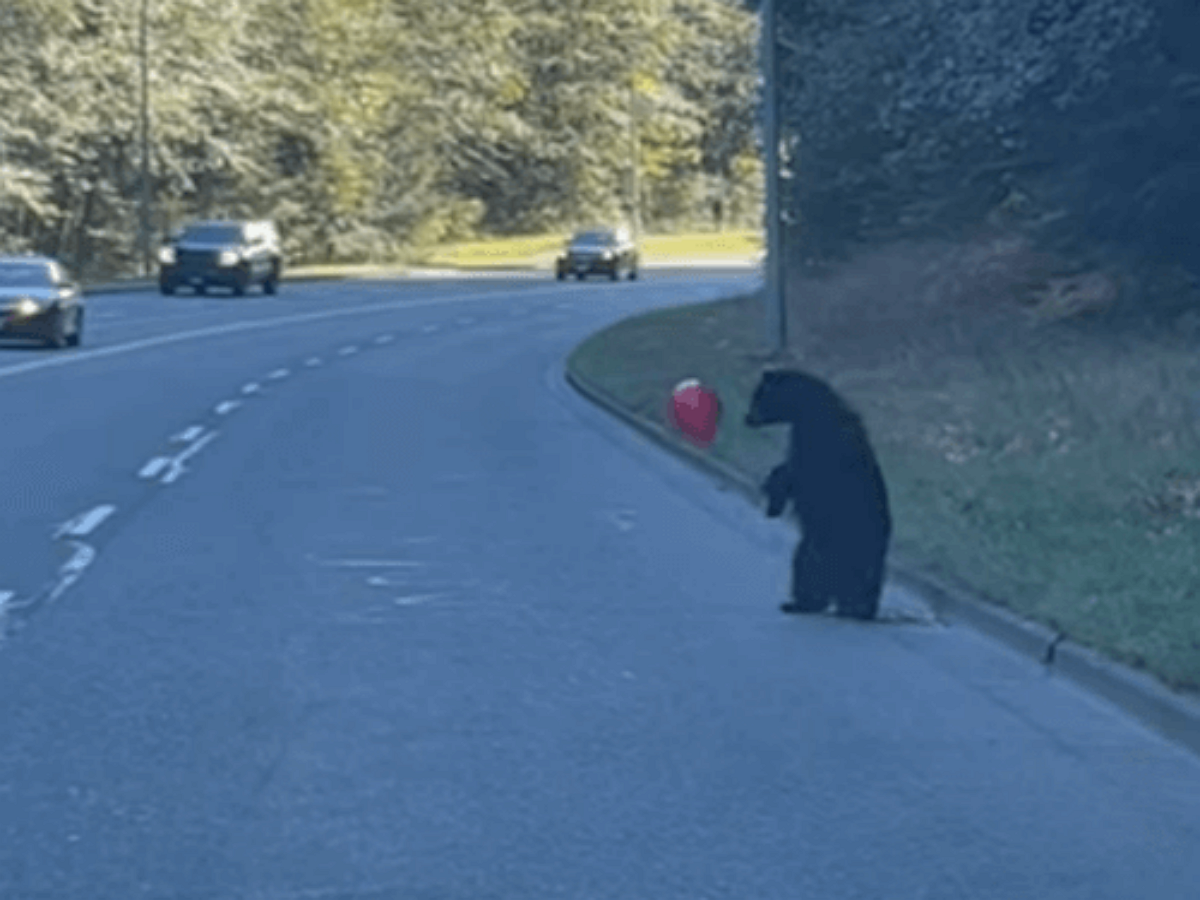 Красный шарик улетел от медвежонка