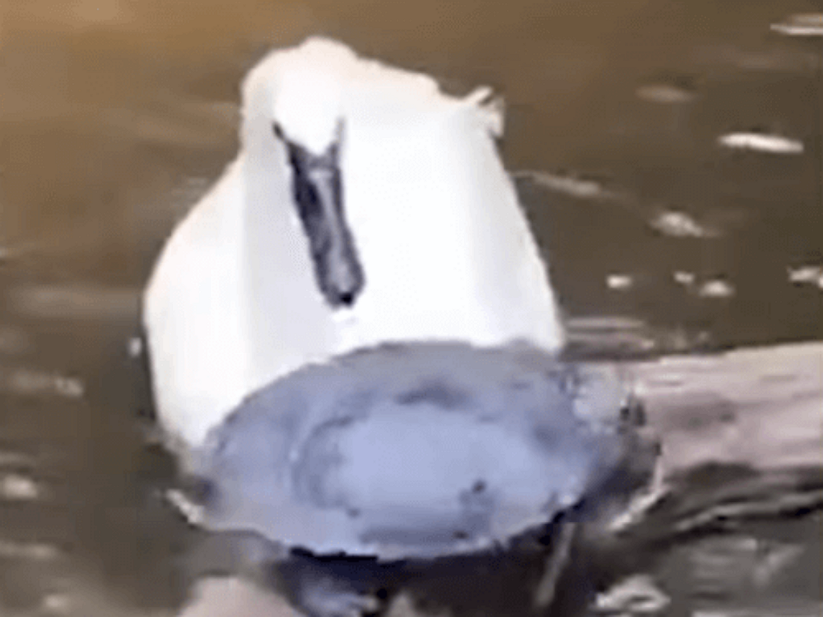 Лебедь потопил отдыхающих на ветке черепах