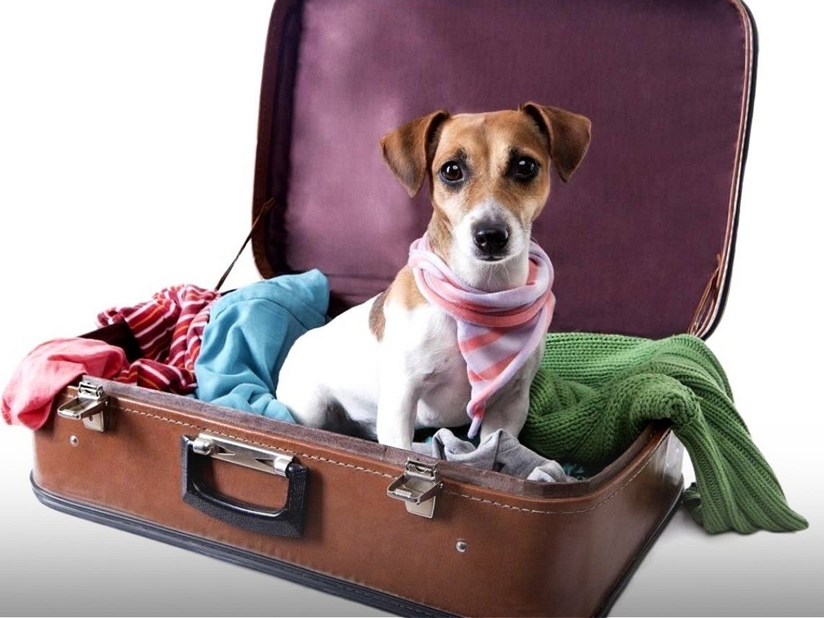 Собака упаковалась в чемодан вместе с вещами к отпуску