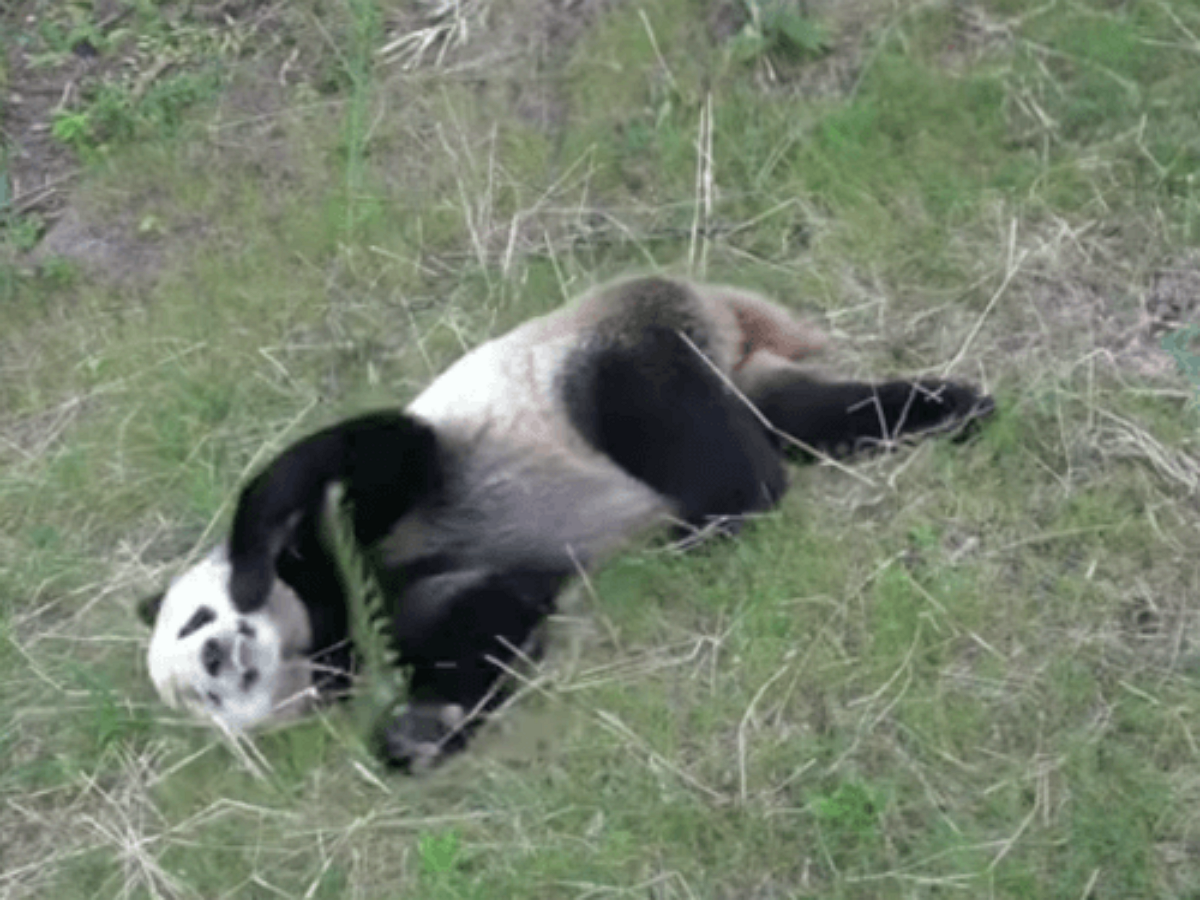 Панда беззаботно катается с горки на животе