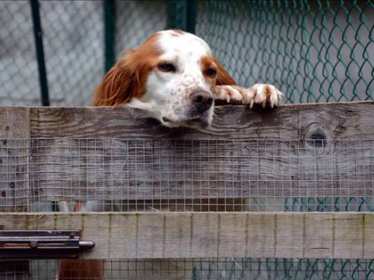 Собака-скандалистка провоцирует соседей