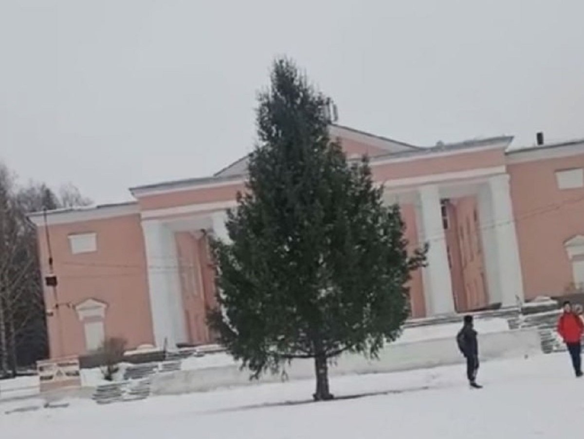 На Урале чиновники срубили елку для главной площади на участке горожанки