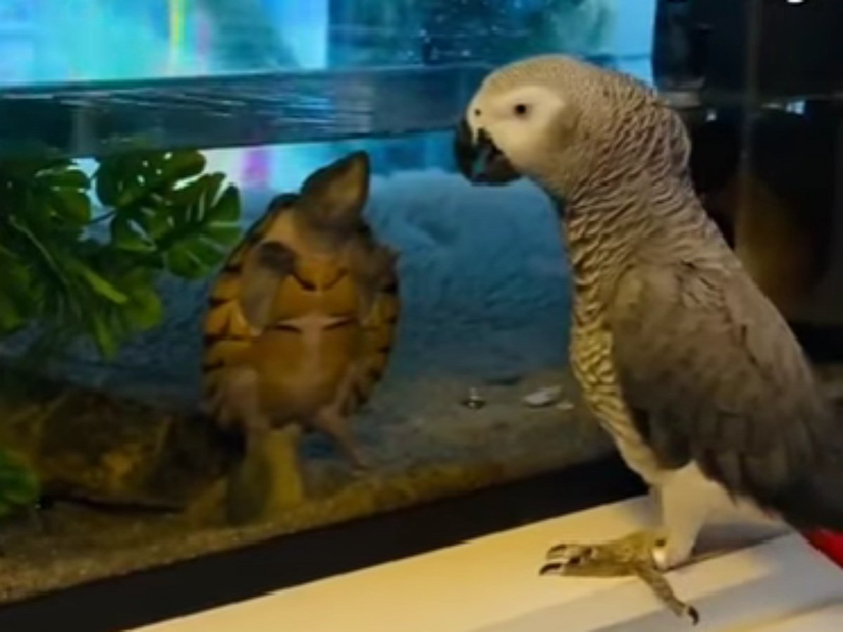 Этот попугай настоящий пикапер