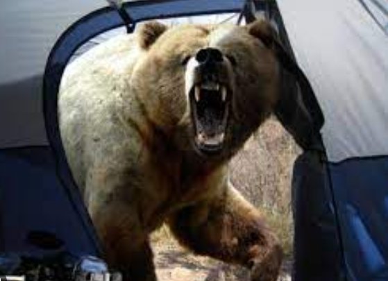 Недоброе утро: медведь пожаловал в гости к туристу в палатку