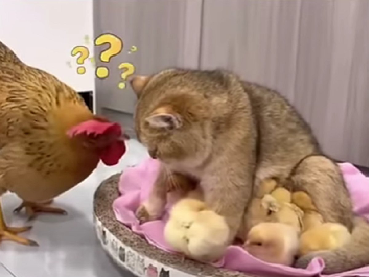 Кот решил заменить цыплятам мать