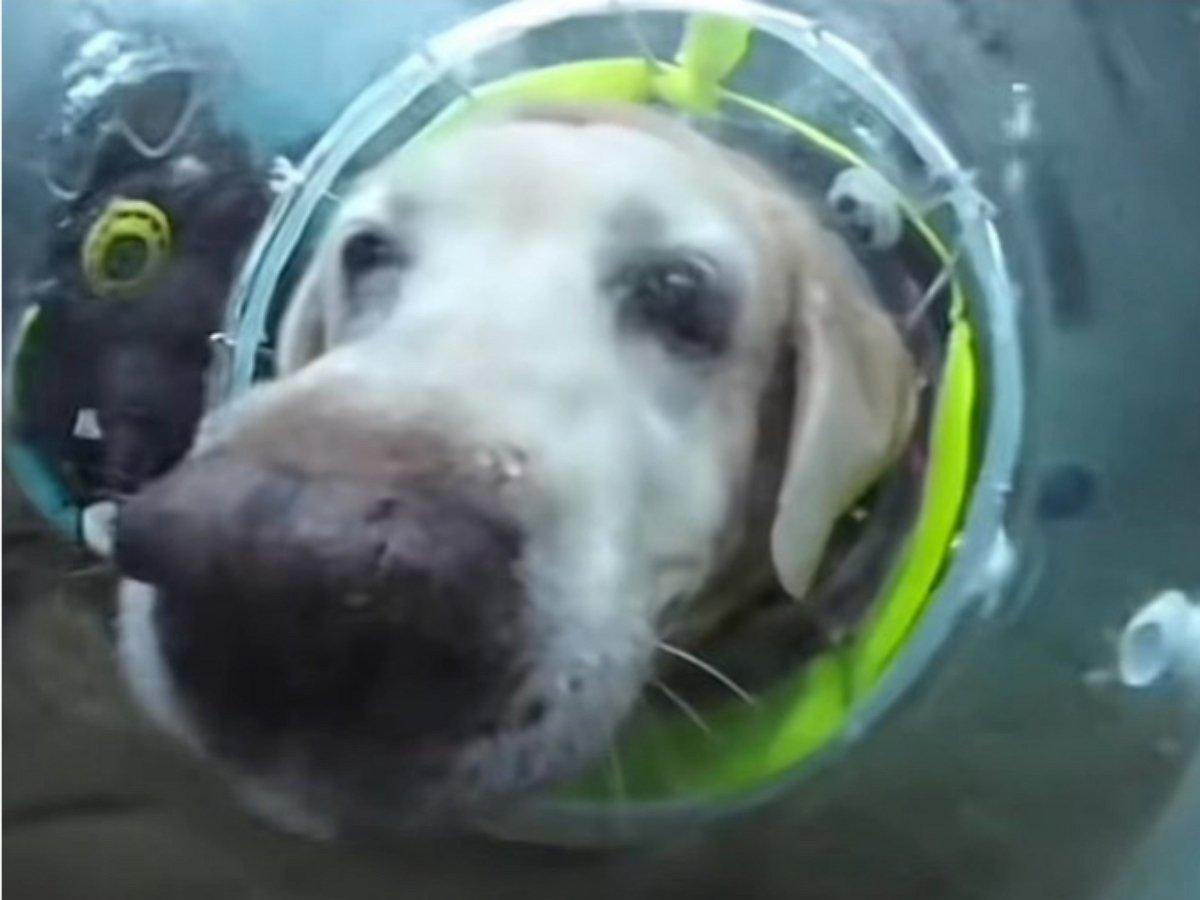 На видео собака-дайвер погружается под воду