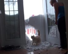 Кот проломил снежную стену