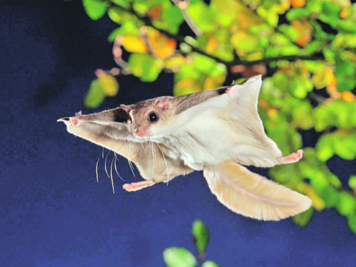 Как приручить белку-летягу