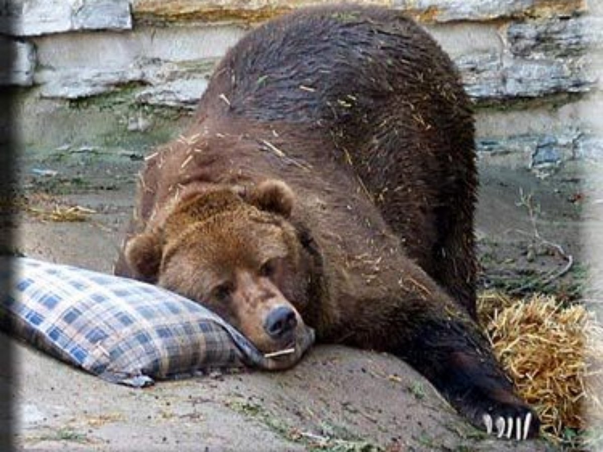 Коварное нападение ежа на медведя попало на видео