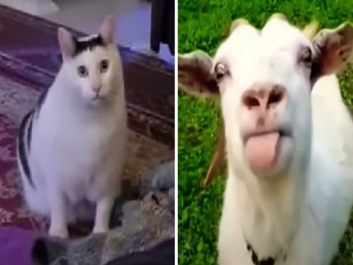 Знаменитых животных объединили в один мем о непонимании