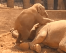 «Ну мам!»: шаловливый слоненок не дает покоя матери