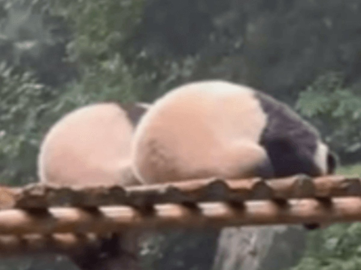 Панды забавно спрятались от дождя