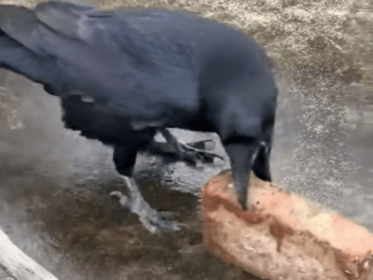 Ворона колет грецкий орех кирпичом