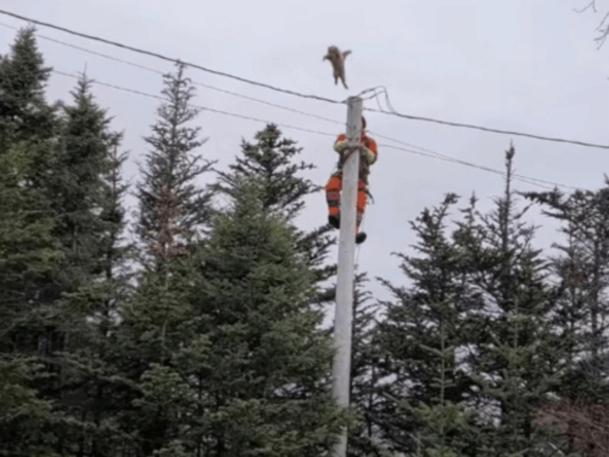 Не желая быть спасенным, кот спрыгнул с большой высоты