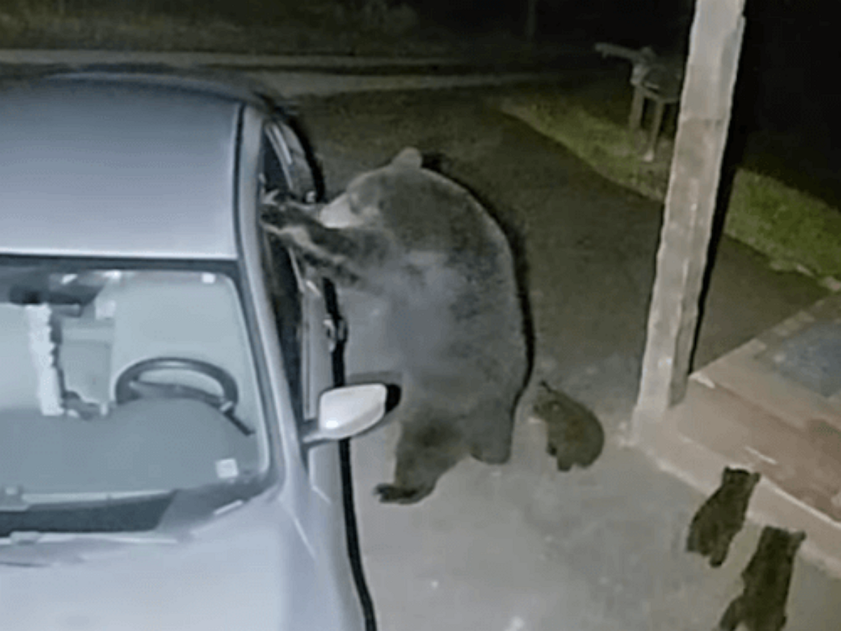 Не сумев открыть дверь машины, медведица выбила окно