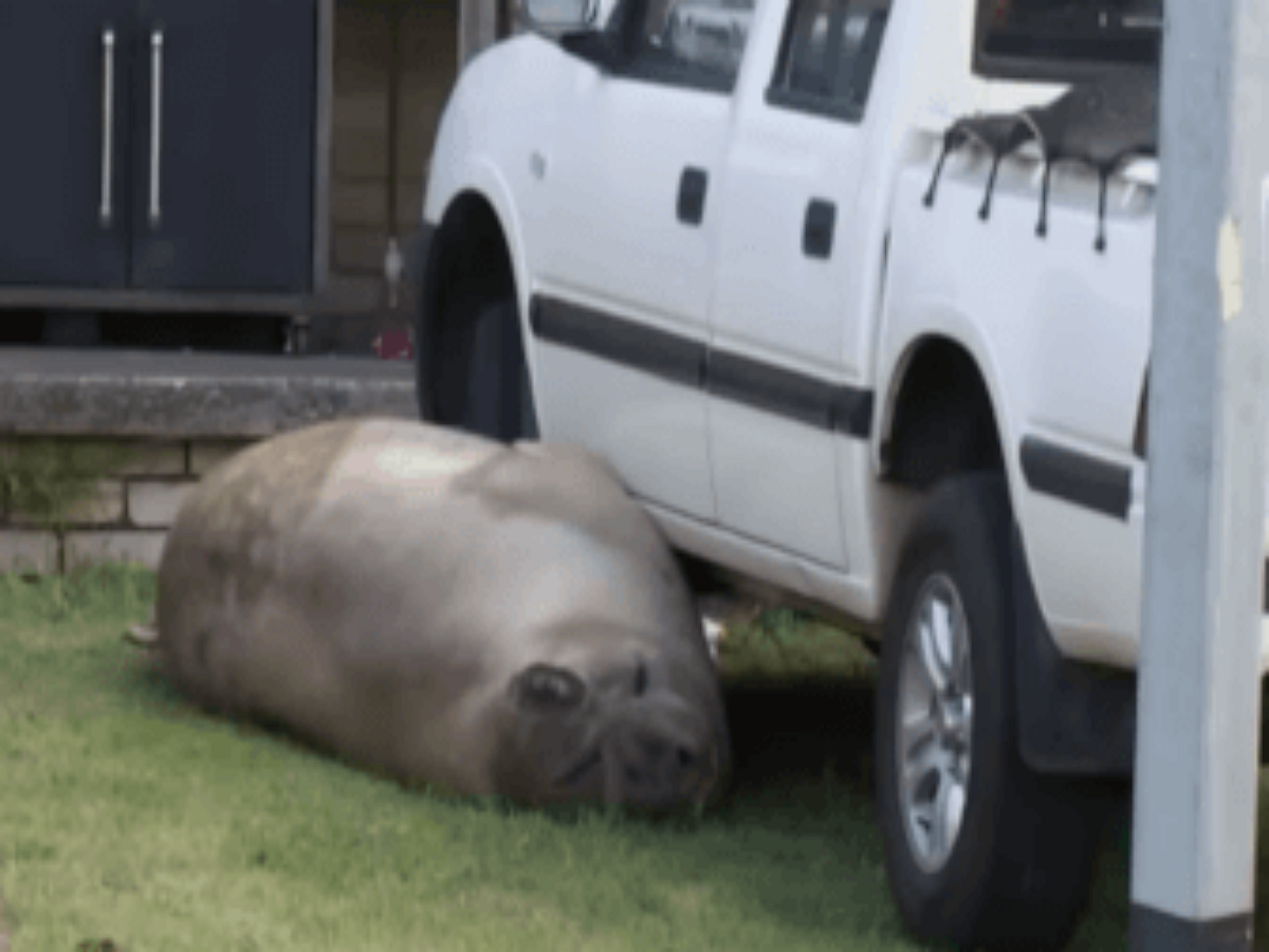 600-килограммовый морской слон заблокировал машину