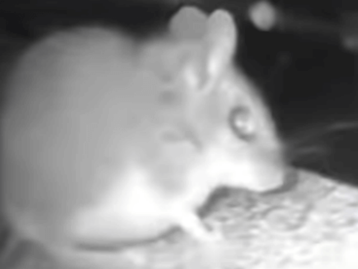 Мышь вежливо позвонила в дверь