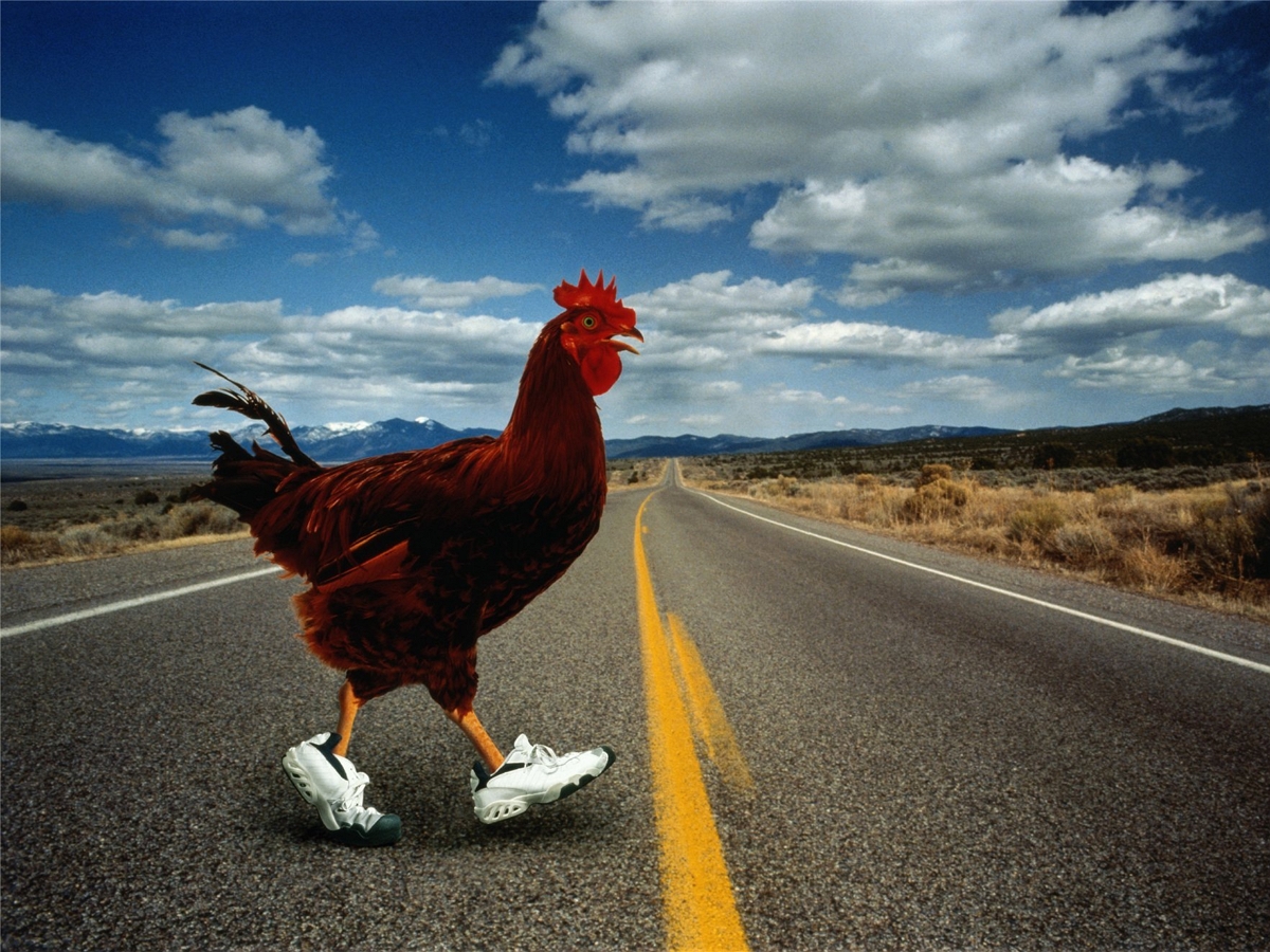 Петухи бегают. Петух в кроссовках. Петух на дороге. Курица бежит. Курица перебегает дорогу.