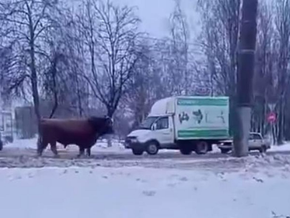 В Орле сотрудники ДПС гоняли быка вдоль дороги
