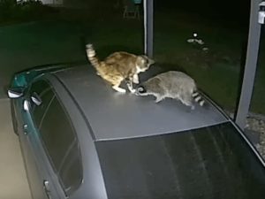 Кот и енот не поделили миску с кормом
