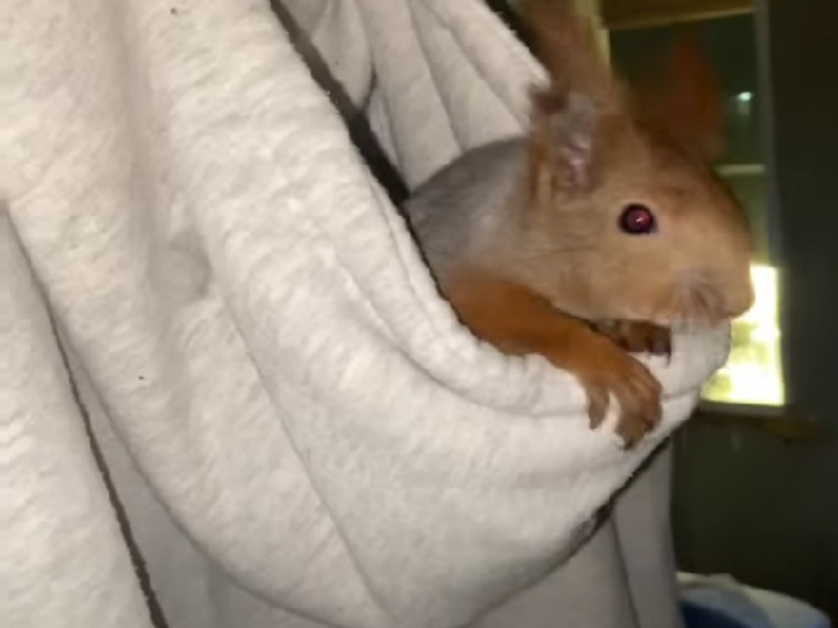 Белка строит гнездо в капюшоне толстовки