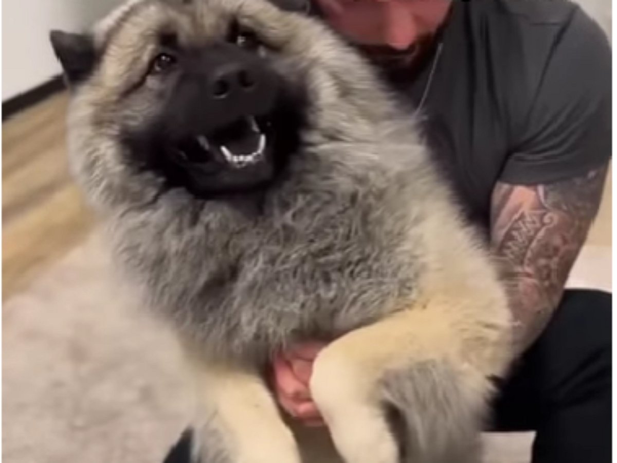 Реакция собаки на исцеление просто бесподобна!