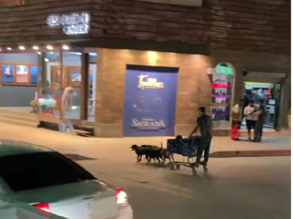 Собачья упряжка появилась на улицах города