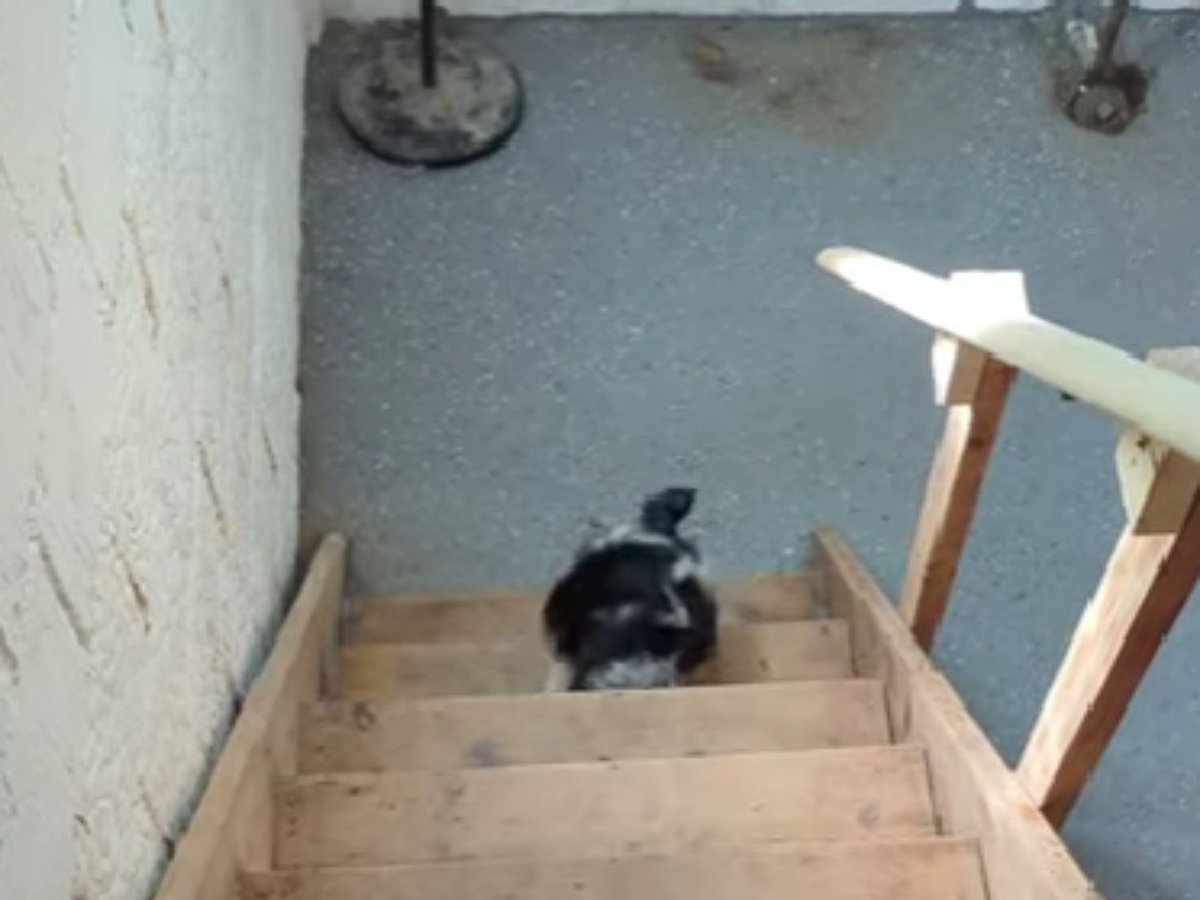 Щенок не понимает, что такое лестница