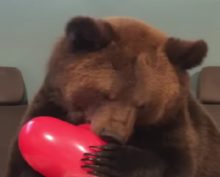 Кто же дарит медведю воздушные шары?