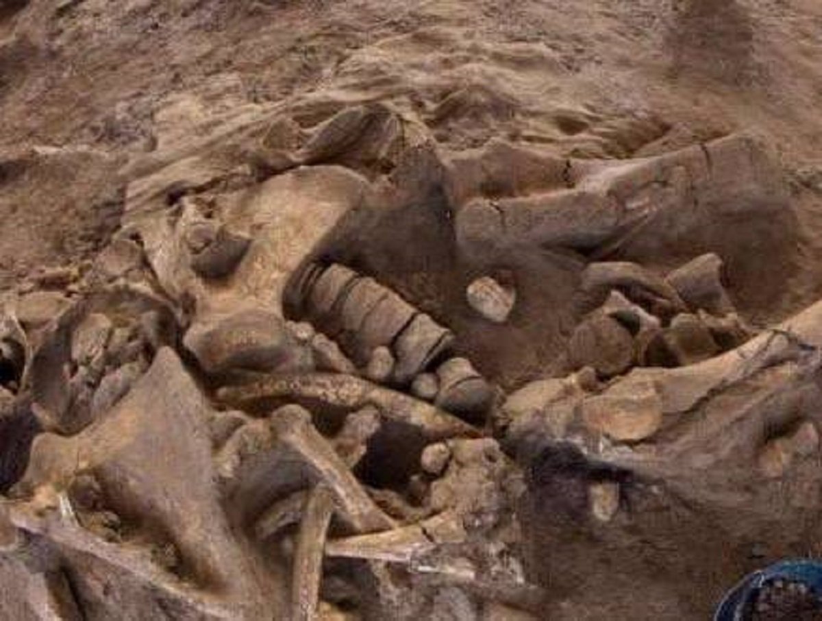 В Якутии найдены кости неизвестных животных, которым миллионы лет