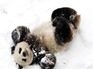 Панда очень рада выпавшему снегу