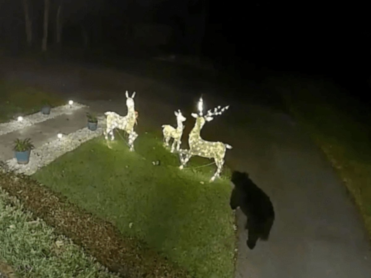 Медведь атаковал светящихся оленей