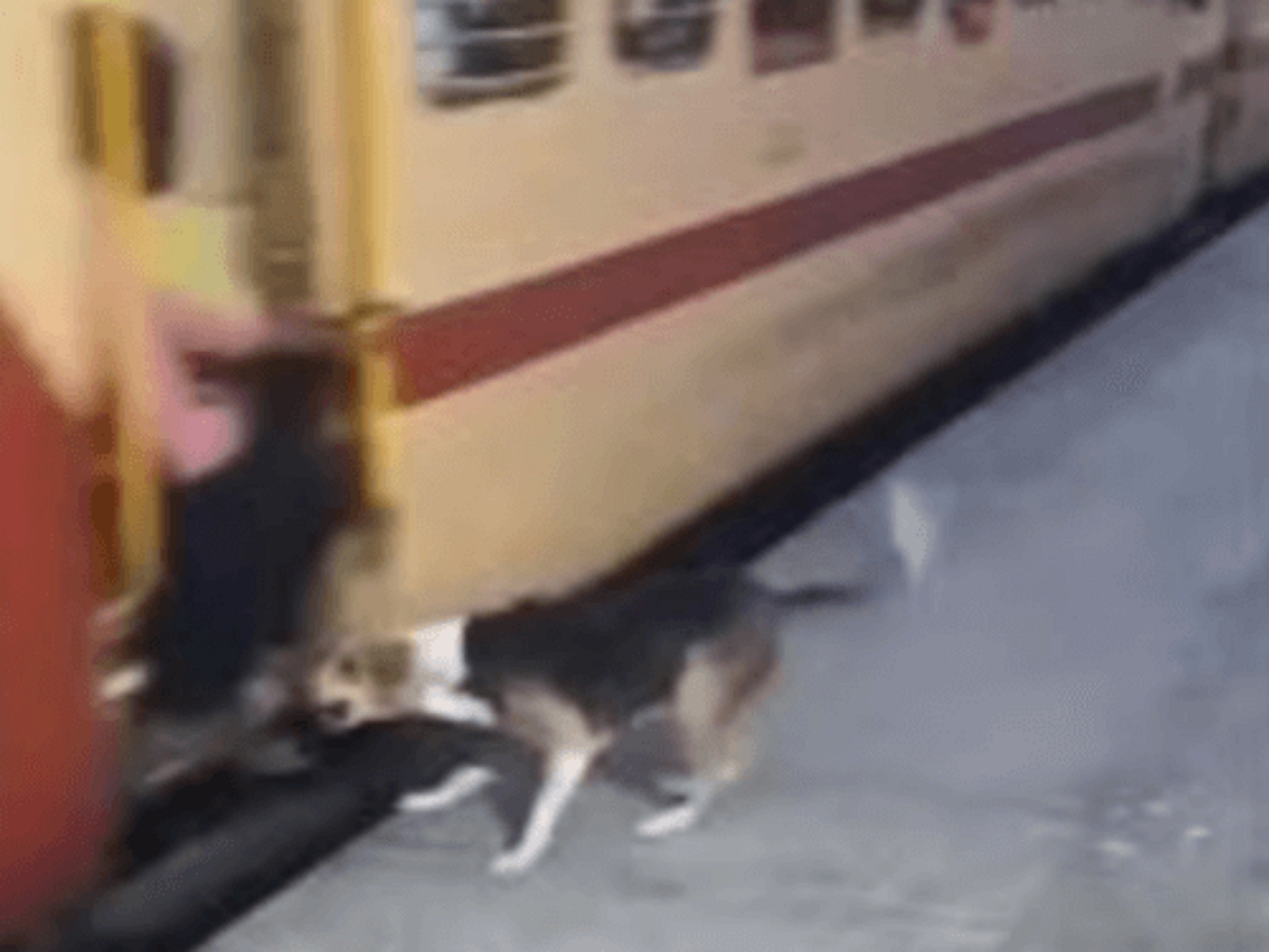 Собака кусает пассажиров, едущих на подножке поезда