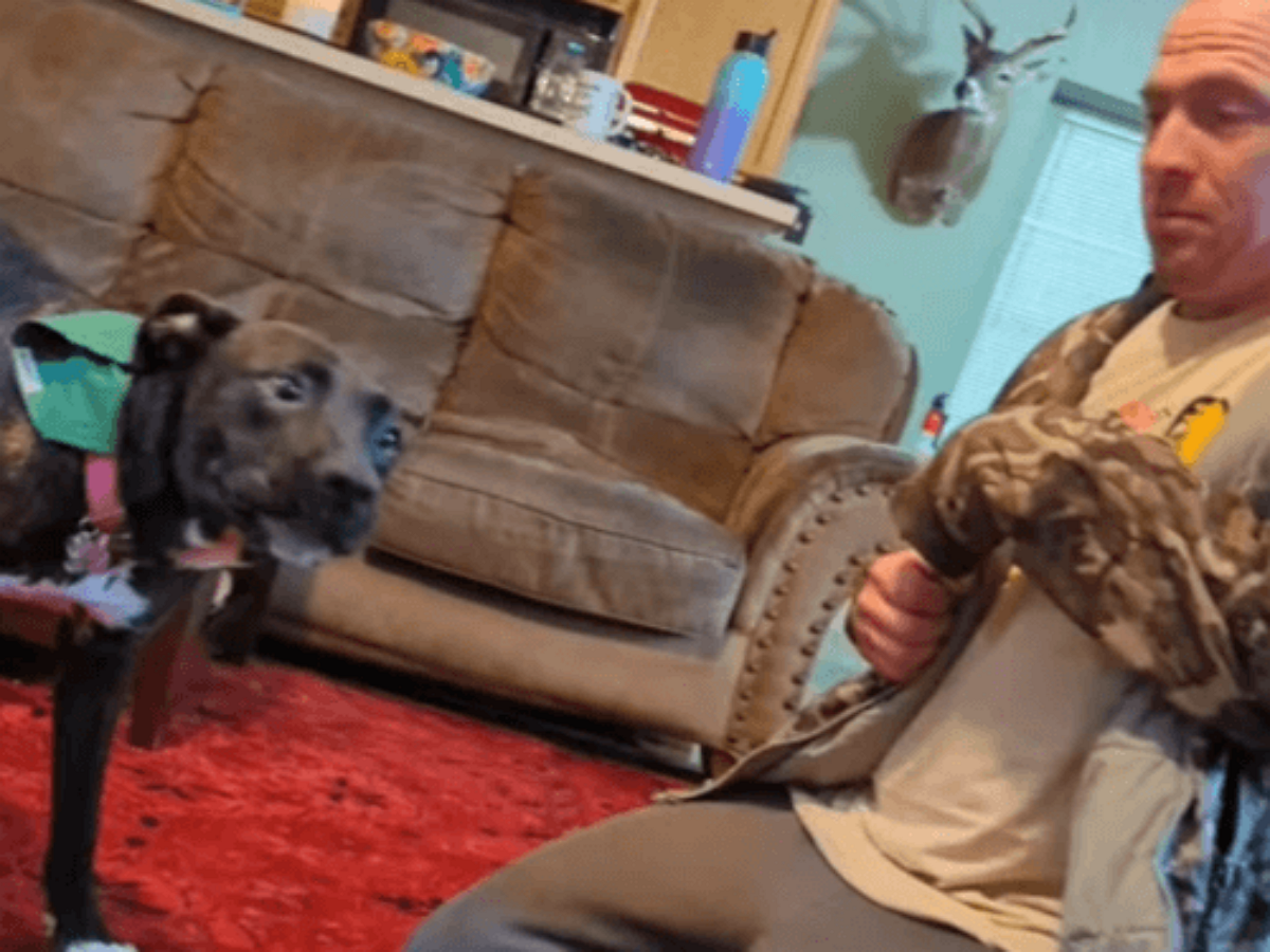 Собака, решившая что оторвала руку своему хозяину, насмешила Сеть