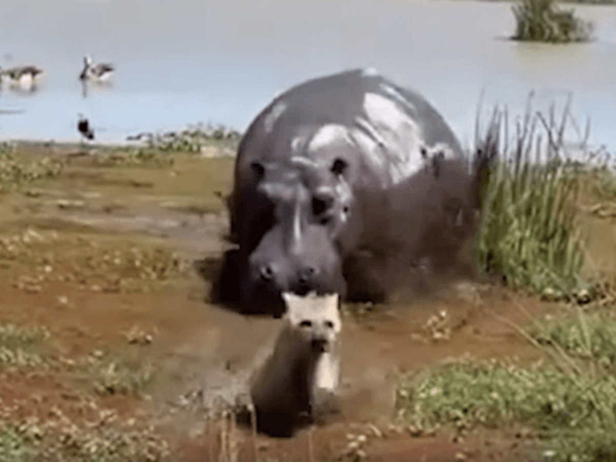 Бегемот, которого гиена посчитала мёртвым, оказался жив