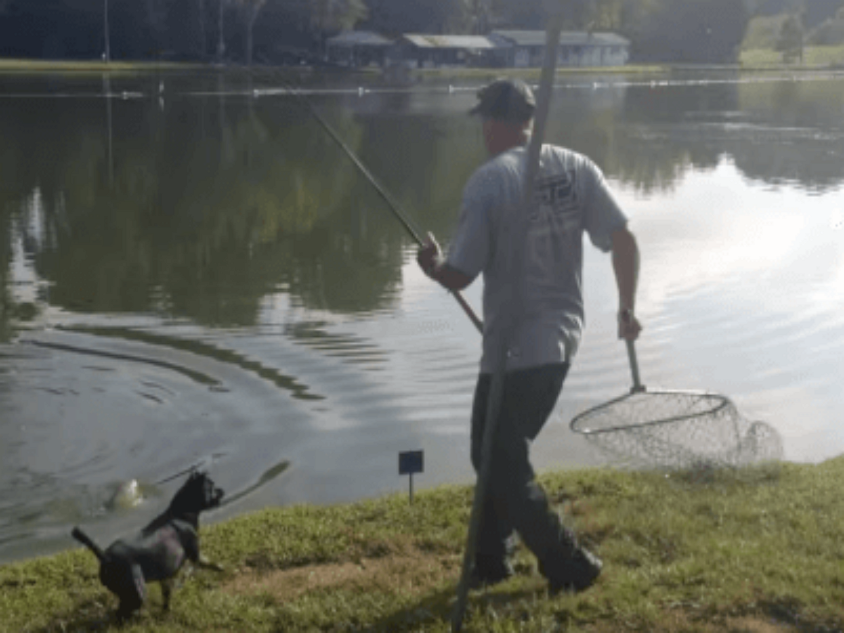 Рыбак поймал сачком собственного пса