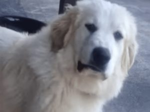 «Невкусное»: собака не сдержала гримасу отвращения