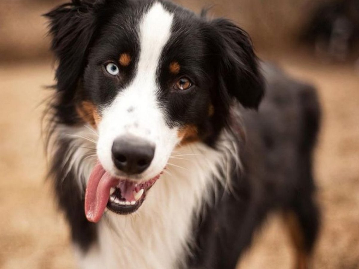 Эта собака знает, зачем хозяину нужны руки