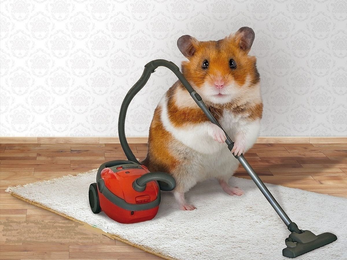 Трудолюбивая мышь по ночам убирается в сарае